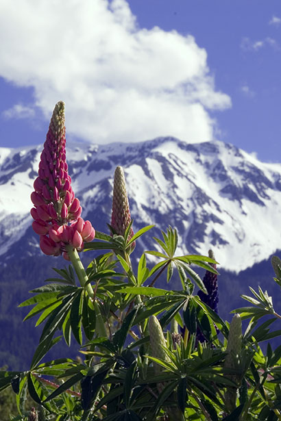 Lupine & mountains